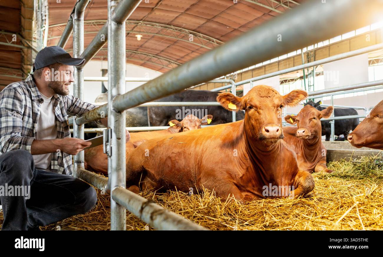 Agricoltore maschio che ispeziona le mucche nel fienile dell'allevamento Foto Stock