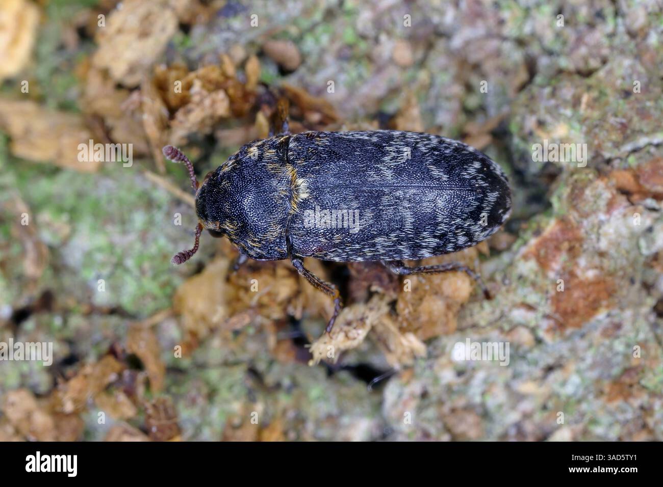 Coleotteri della famiglia Dermestidae, i coleotteri della pelle. Genere di Dermestes. Le larve di questi coleotteri si nutrono di materie animali morte ed essiccate, tra cui Foto Stock