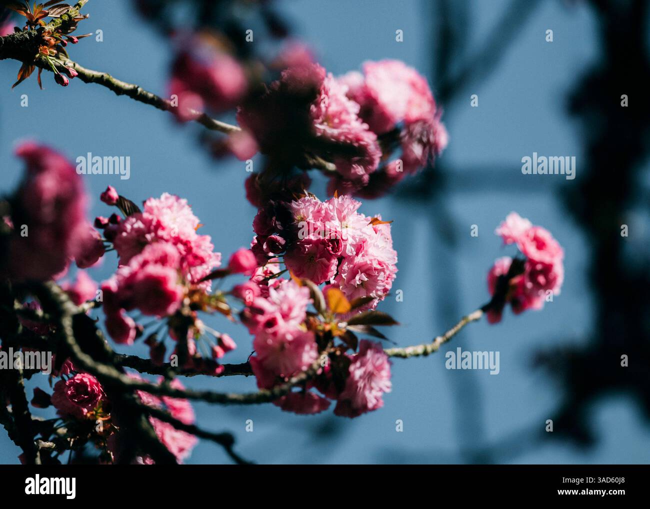 Caratteristica Kirschblüten Zeit in Köln Köln, , 05.04.2025: Caratteristica Kirschblüten Zeit in Köln. *** Periodo di fioritura dei ciliegi a Colonia, 05 04 2 Foto Stock