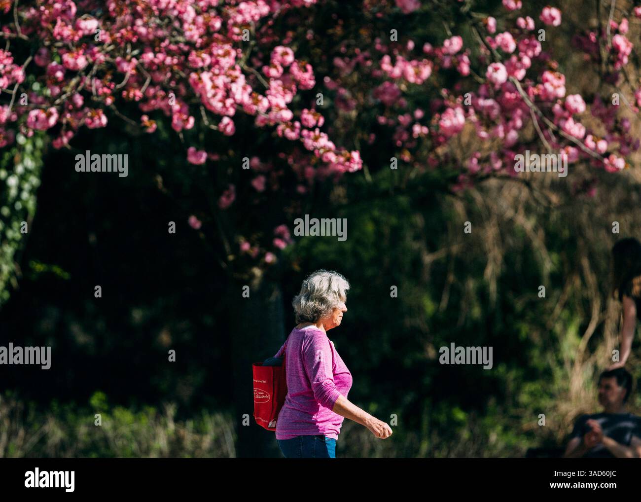 Caratteristica Kirschblüten Zeit in Köln Köln, , 05.04.2025: Caratteristica Kirschblüten Zeit in Köln. *** Periodo di fioritura dei ciliegi a Colonia, 05 04 2 Foto Stock