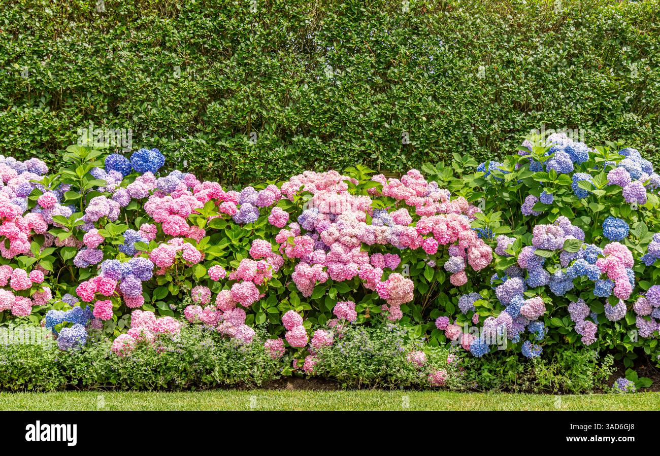 paesaggio brillante con ortensie fiorite Foto Stock