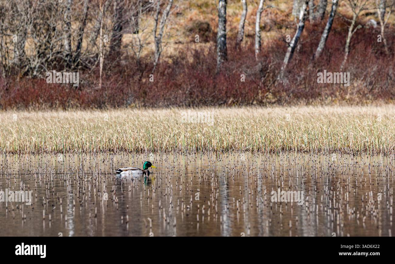 Aviemore, Highlands scozzesi, Scozia, Regno Unito, 5 aprile 2025. Meteo nel Regno Unito: Il sole intorno ad Aviemore. Un altro giorno glorioso. Nella foto: Anatra corallina maschile in un lochan nella riserva naturale nazionale di Craigellachie. Crediti: Sally Anderson/Alamy Live News Foto Stock