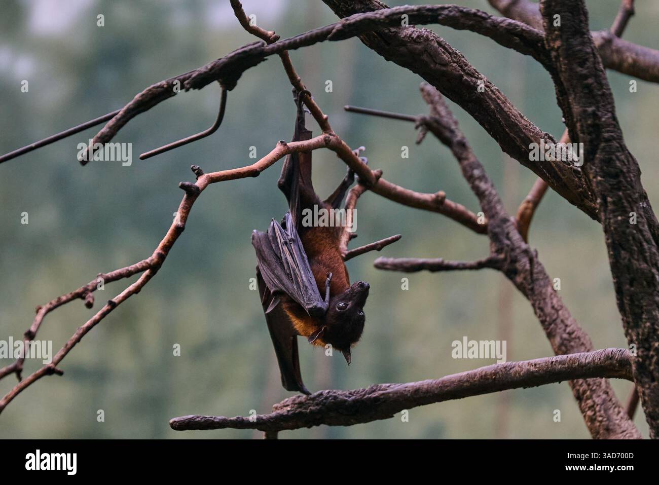 Una mazza di frutta Rodrigues appesa a un ramo, guardando avanti mentre è in movimento Foto Stock
