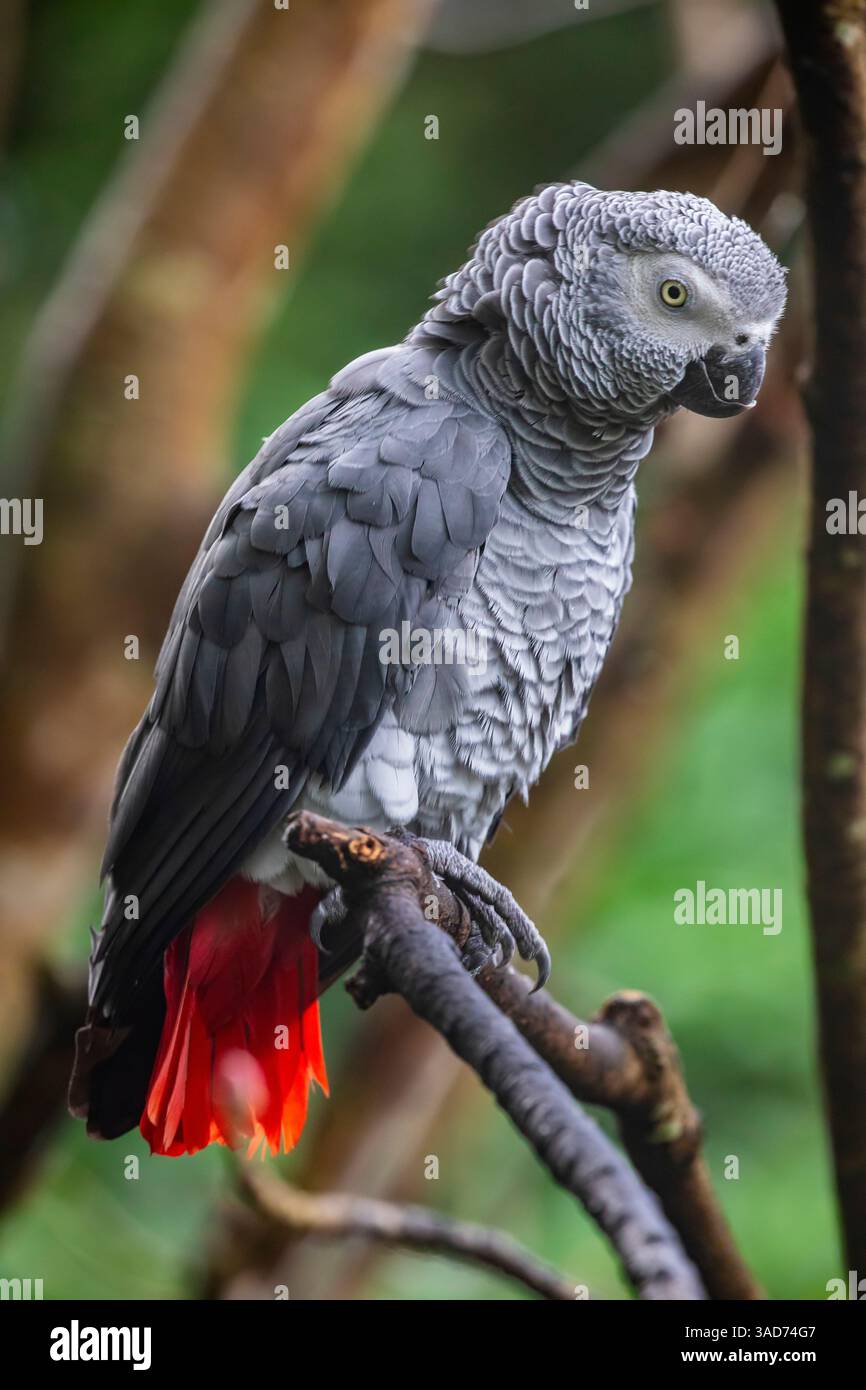 Pappagallo grigio africano (Psittacus erithacus) primo piano il pappagallo grigio è un pappagallo di medie dimensioni, prevalentemente grigio, a becco nero. Ha un grigio più scuro Foto Stock