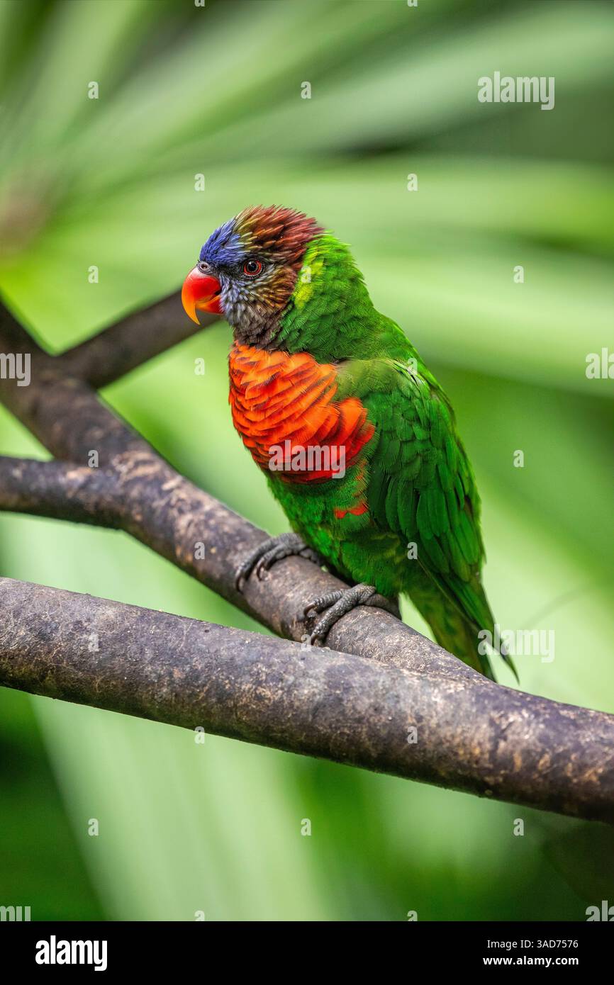 Il corikeet di cocco (Trichoglossus hematodus) è un pappagallo della famiglia dei Psittaculidi. Il conto è arancione-rosso, e la testa blu scuro sbiadisce Foto Stock