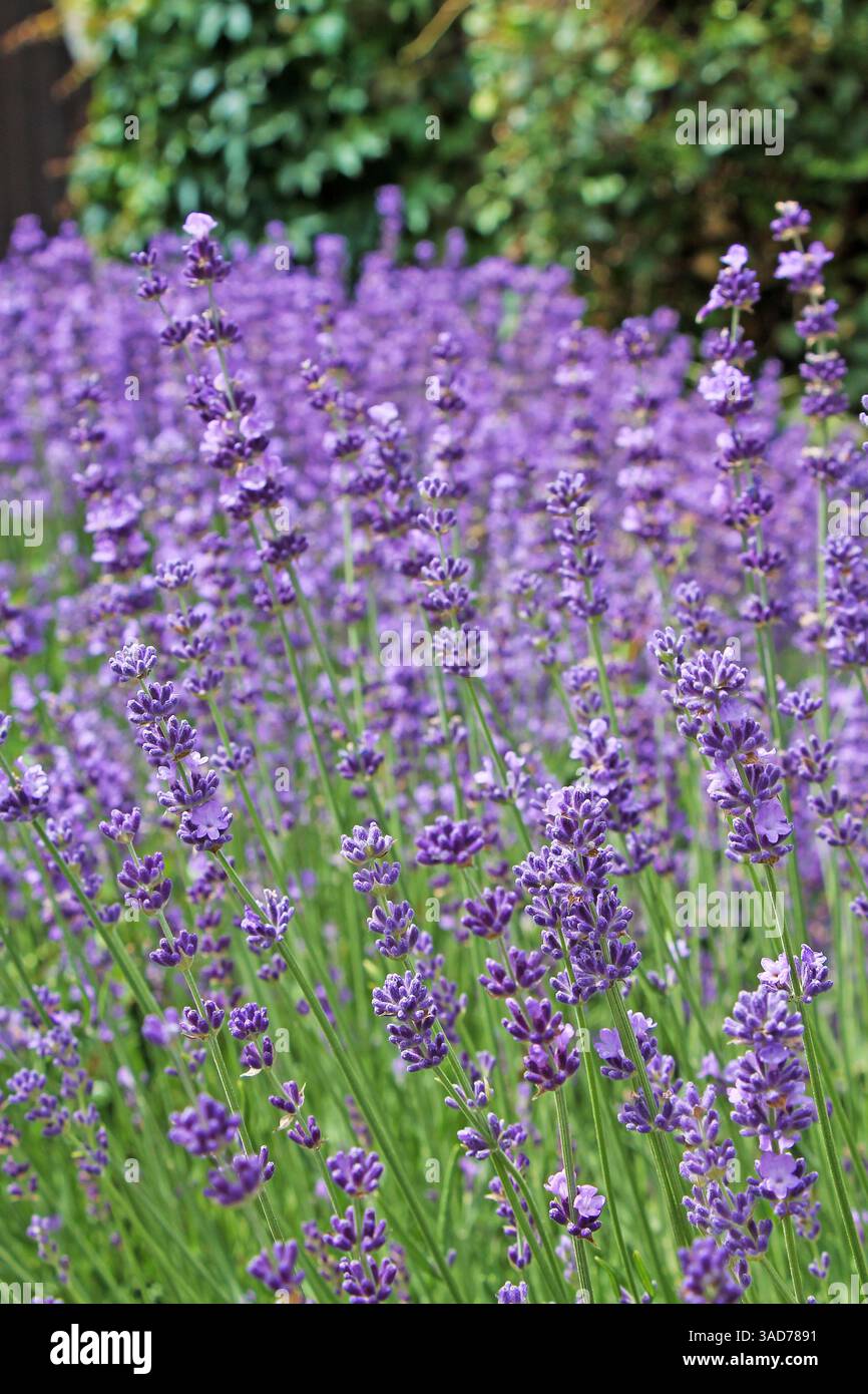 Vista ravvicinata del cespuglio di lavanda. lavandula angustifolia cresce nel giardino. Foto Stock