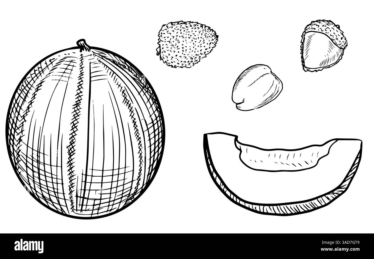 Set di melone e litchi isolati, fetta. Schizzo, grafica in linea Illustrazione Vettoriale