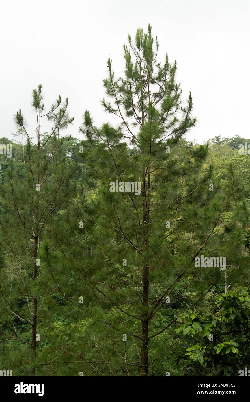 Alti pini ravvicinati tra le colline e le montagne. foreste di alberi e boschi sullo sfondo. Lussureggiante pineta verde fresca sul lato della montagna Foto Stock