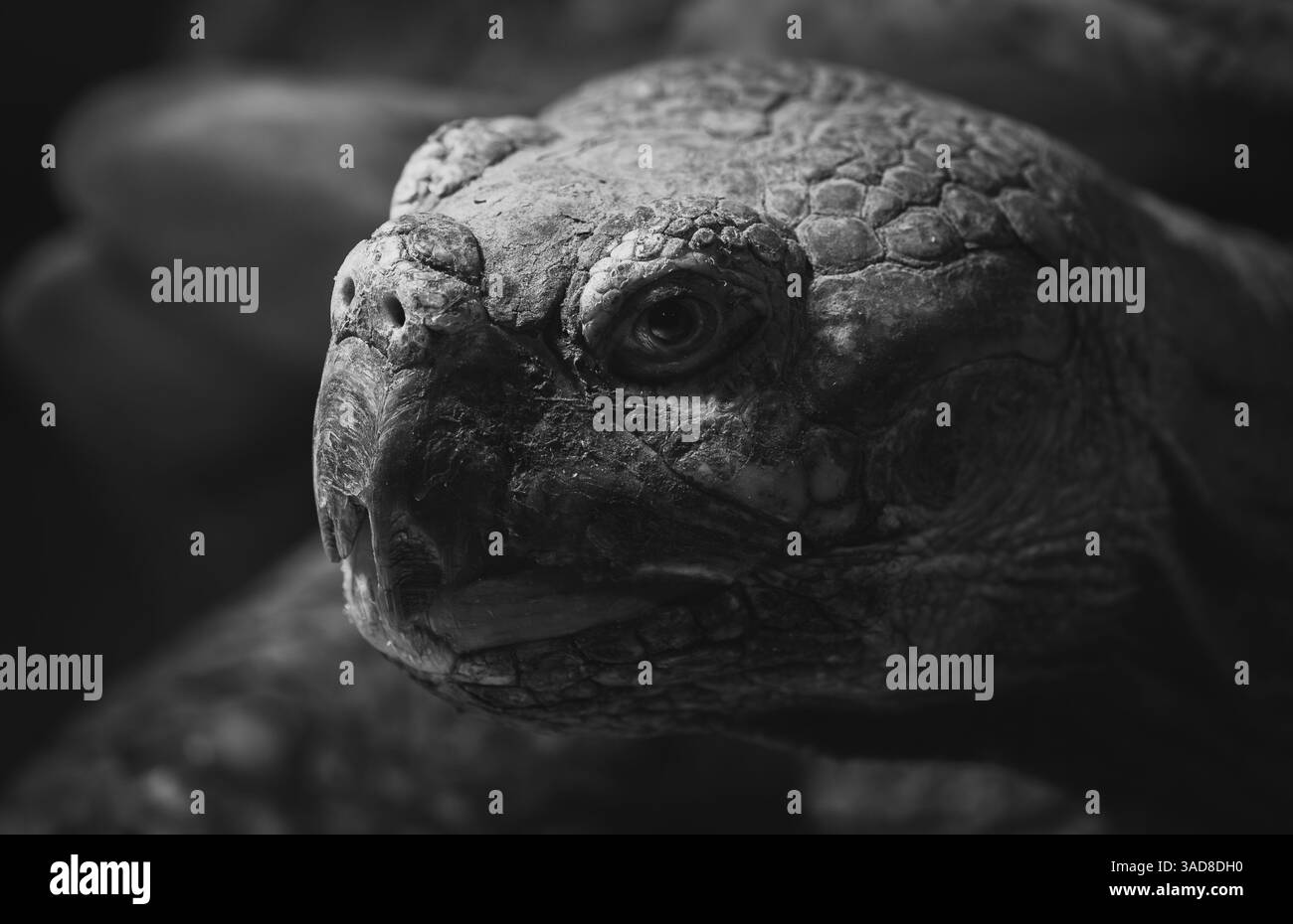 Ritratto ravvicinato di una vecchia tartaruga con conchiglia resistente agli agenti atmosferici e occhio profondo in tonalità di grigio Foto Stock
