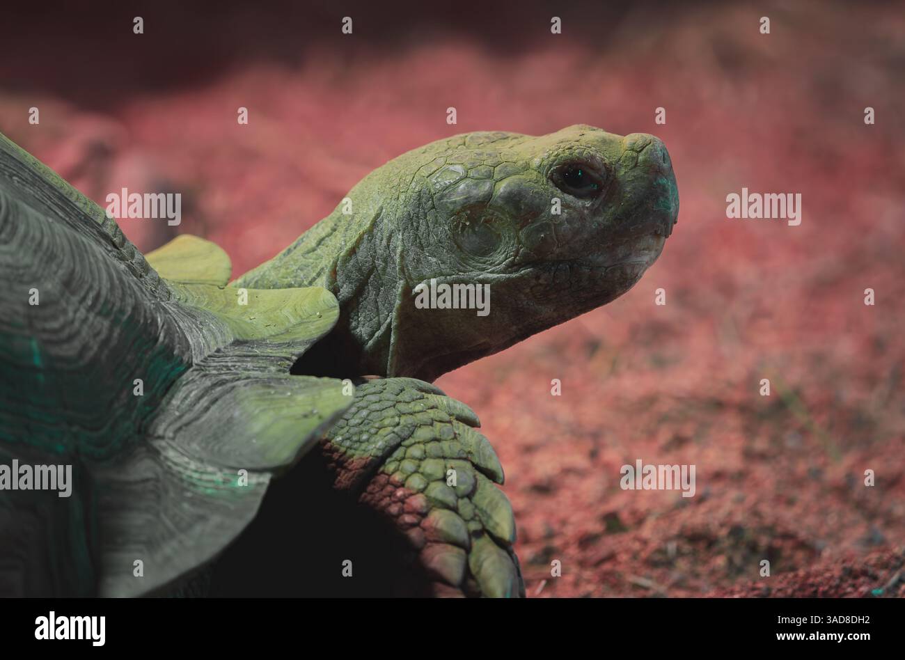 Tartaruga che cammina attraverso l'habitat della terra rossa con guscio testurizzato e piede anteriore sollevato a metà gradino Foto Stock
