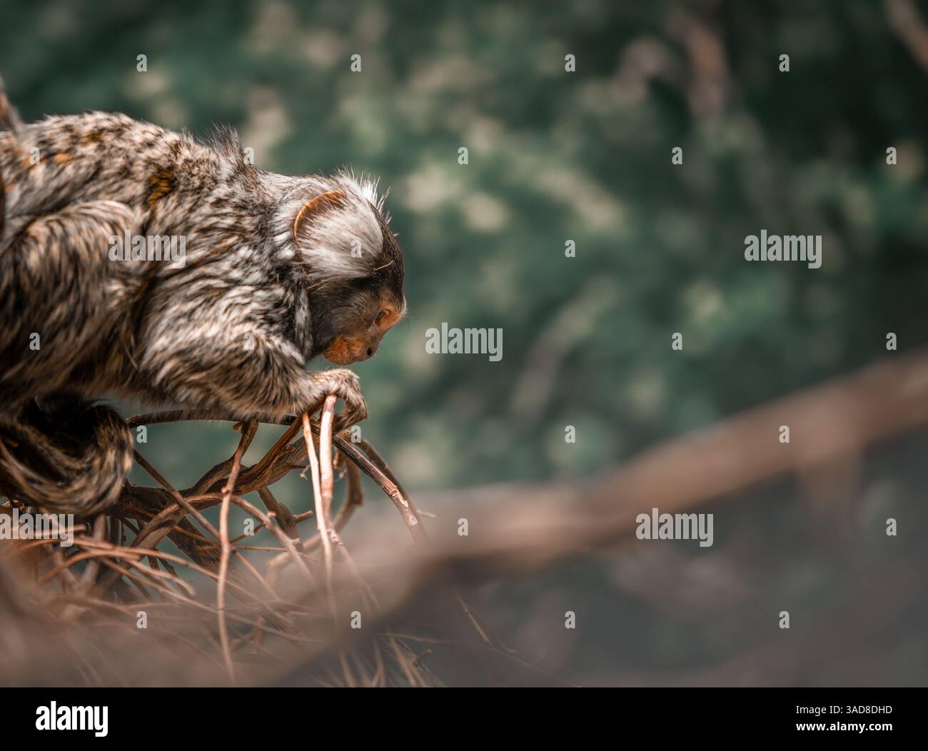Rospo marrone seduto sul muschio con texture rugosa della pelle e tonalità di fondo terroso Foto Stock