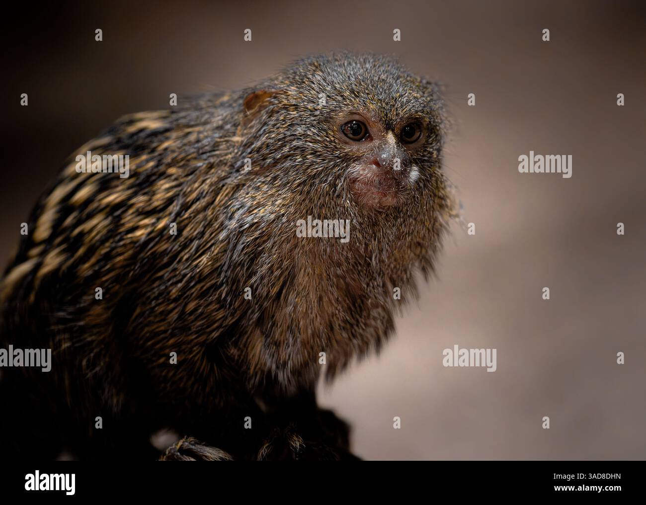 Marmoset pigmeo seduto tranquillamente con occhi curiosi in una luce calda e soffusa e profondità ridotta Foto Stock