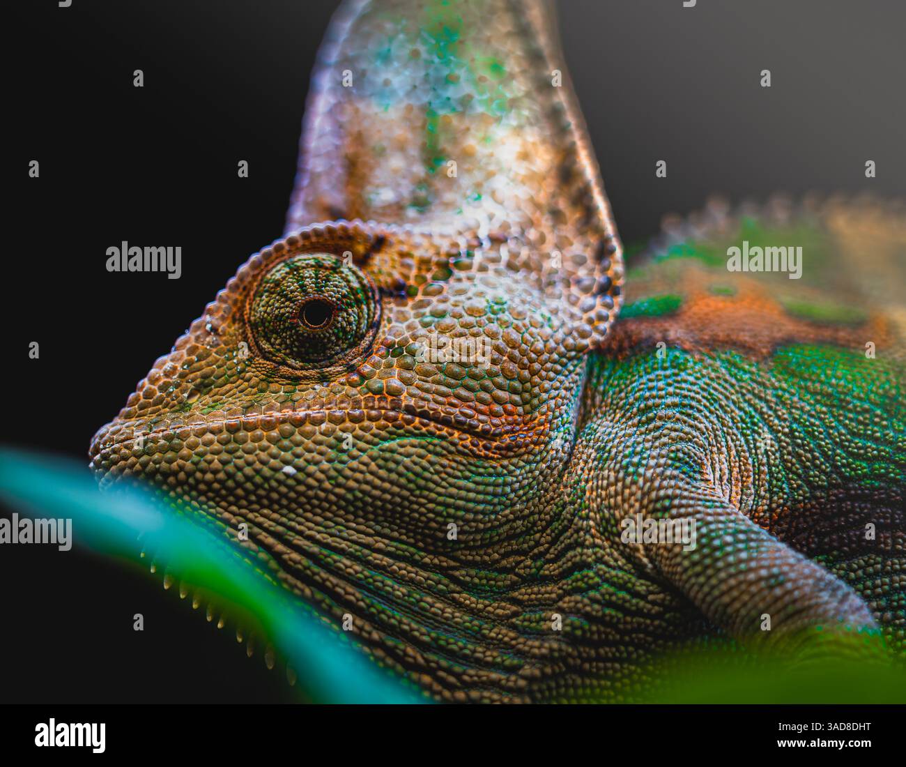 Primo piano di un camaleonte colorato con pelle ruvida e occhio concentrato in profondità ridotta Foto Stock