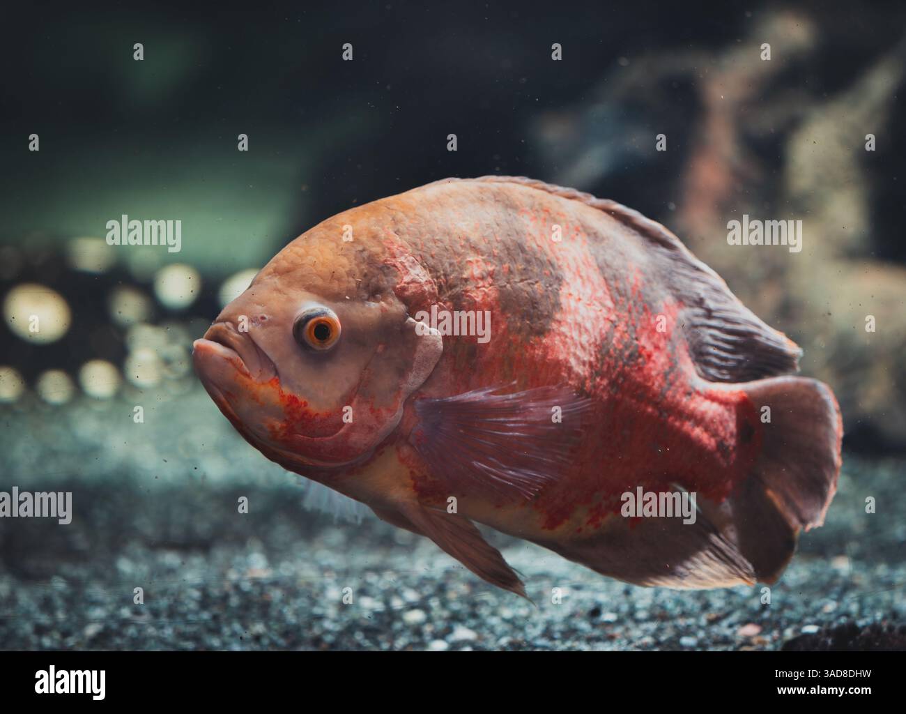 Pesci arancioni luminosi che nuotano vicino al vetro con luce soffusa dell'acquario e un fantastico sfondo bokeh Foto Stock
