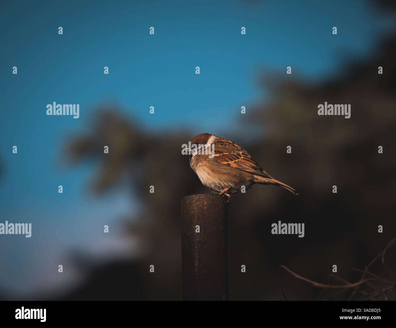 Piccolo uccello marrone appollaiato su un palo con un cielo azzurro e un albero sfocato sullo sfondo Foto Stock