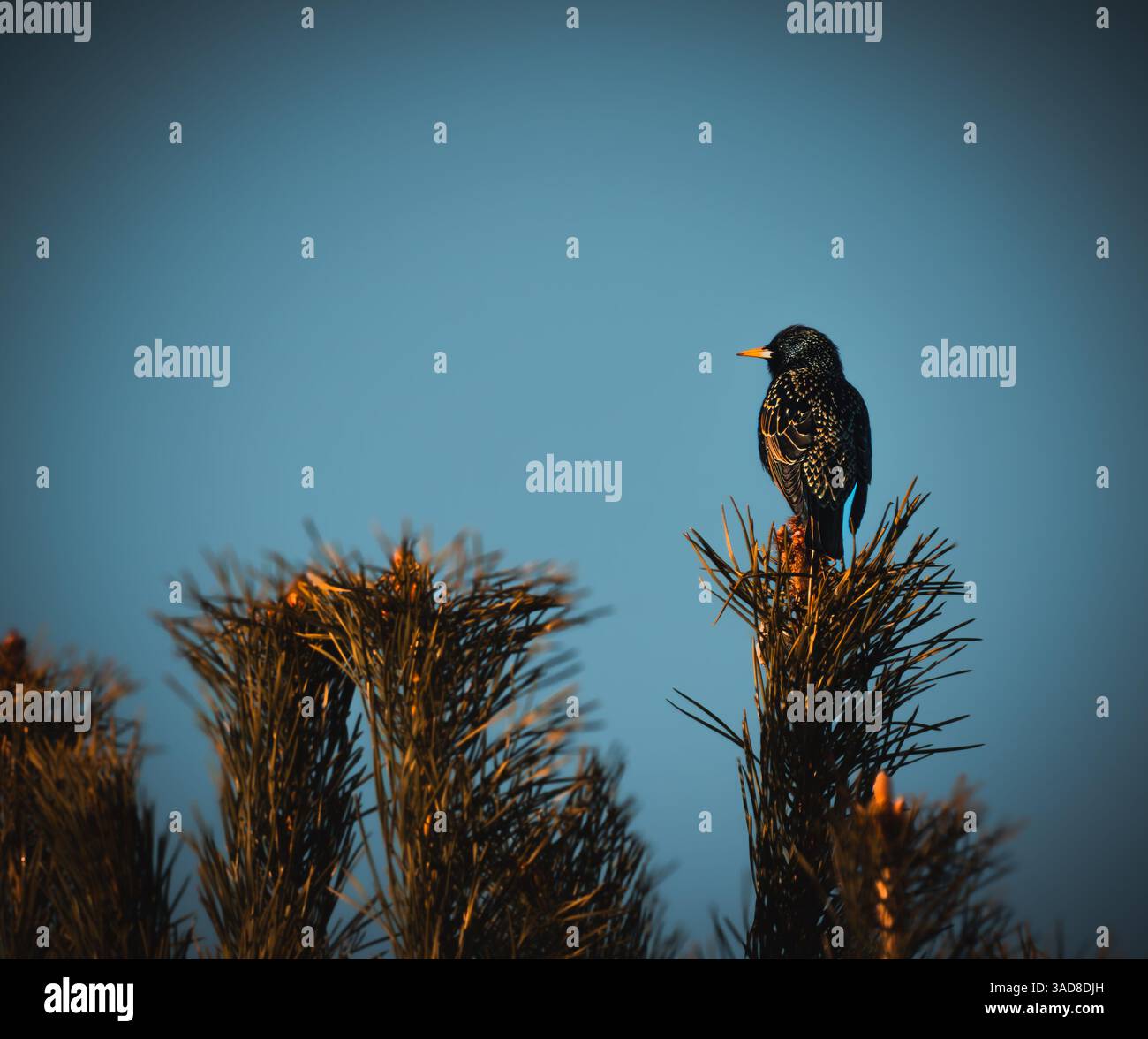 Starling arroccato sulla punta di pino durante l'ora d'oro con sfondo morbido e postura verticale Foto Stock