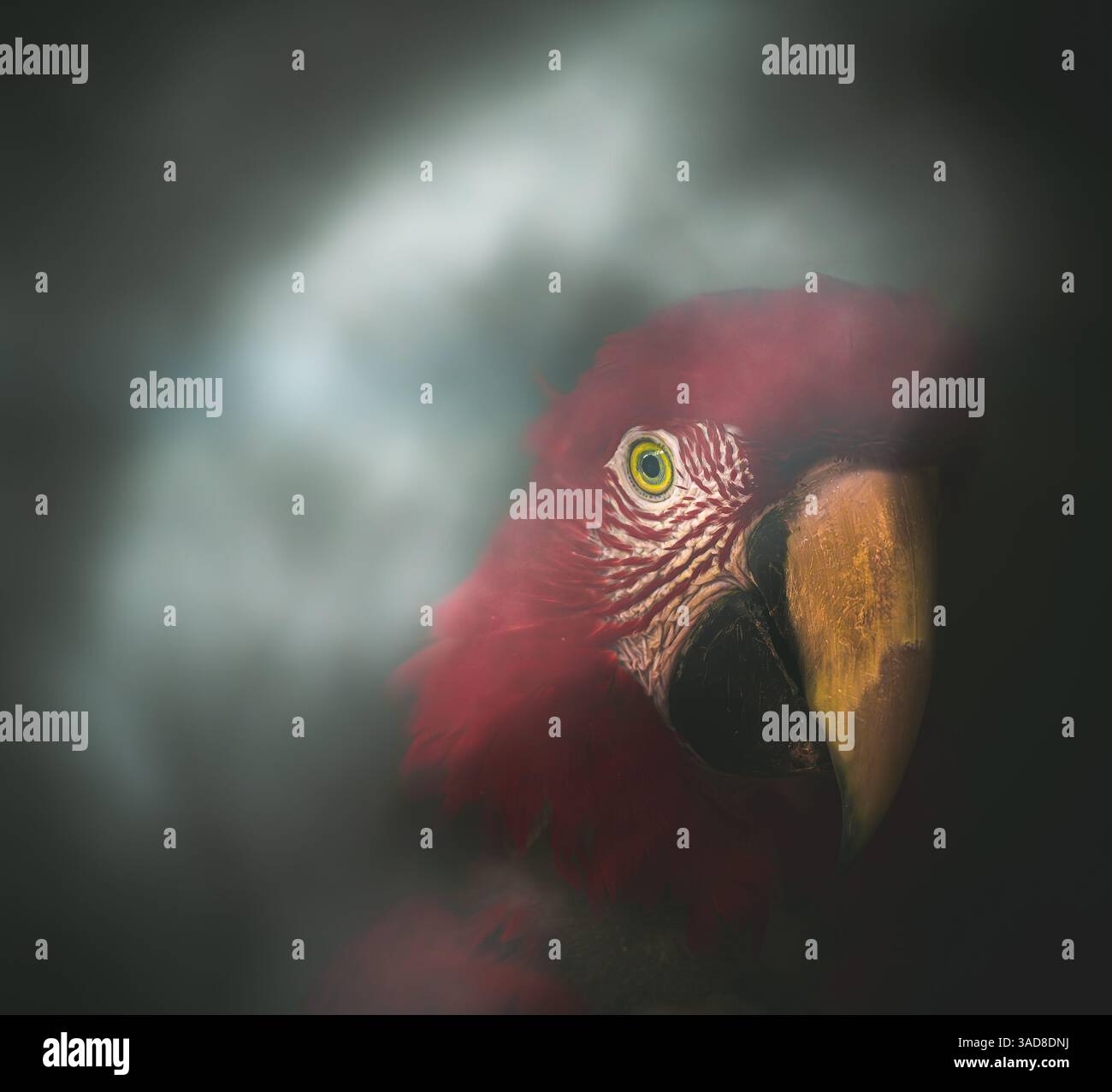 Pappagallo rosso con becco acuto e occhio intenso che emerge dall'illuminazione nebbiosa dei tasti Foto Stock