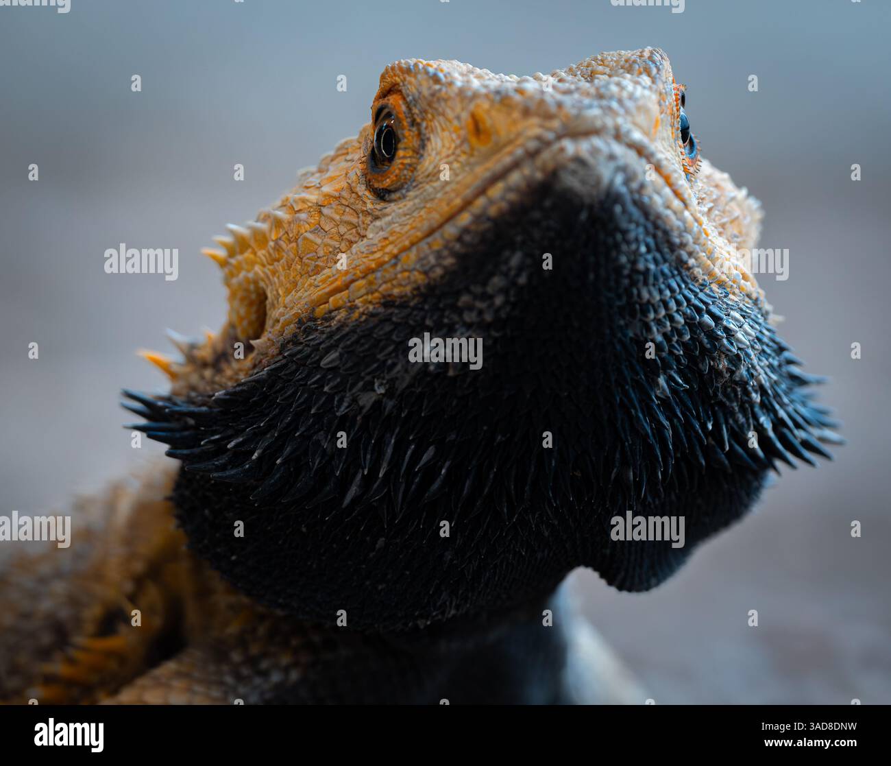 Drago con barba che si crogiola sotto la lampada termica con occhi vigili e pelle scrosciata Foto Stock