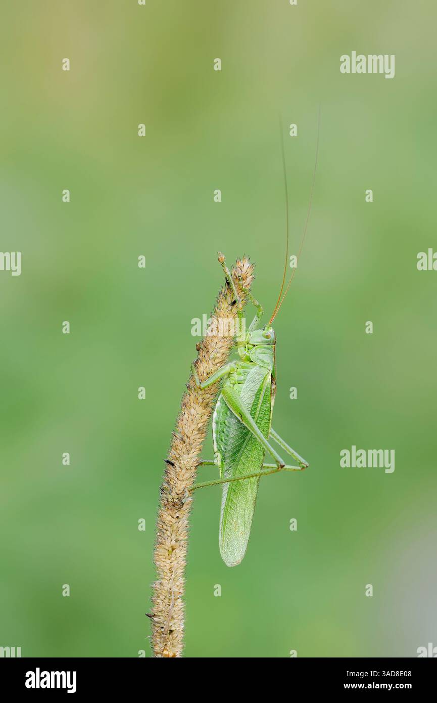 Grande cespuglio verde (Tettigonia viridissima), maschile, Germania | Grünes Heupferd (Tettigonia viridissima), Männchen, Deutschland Foto Stock