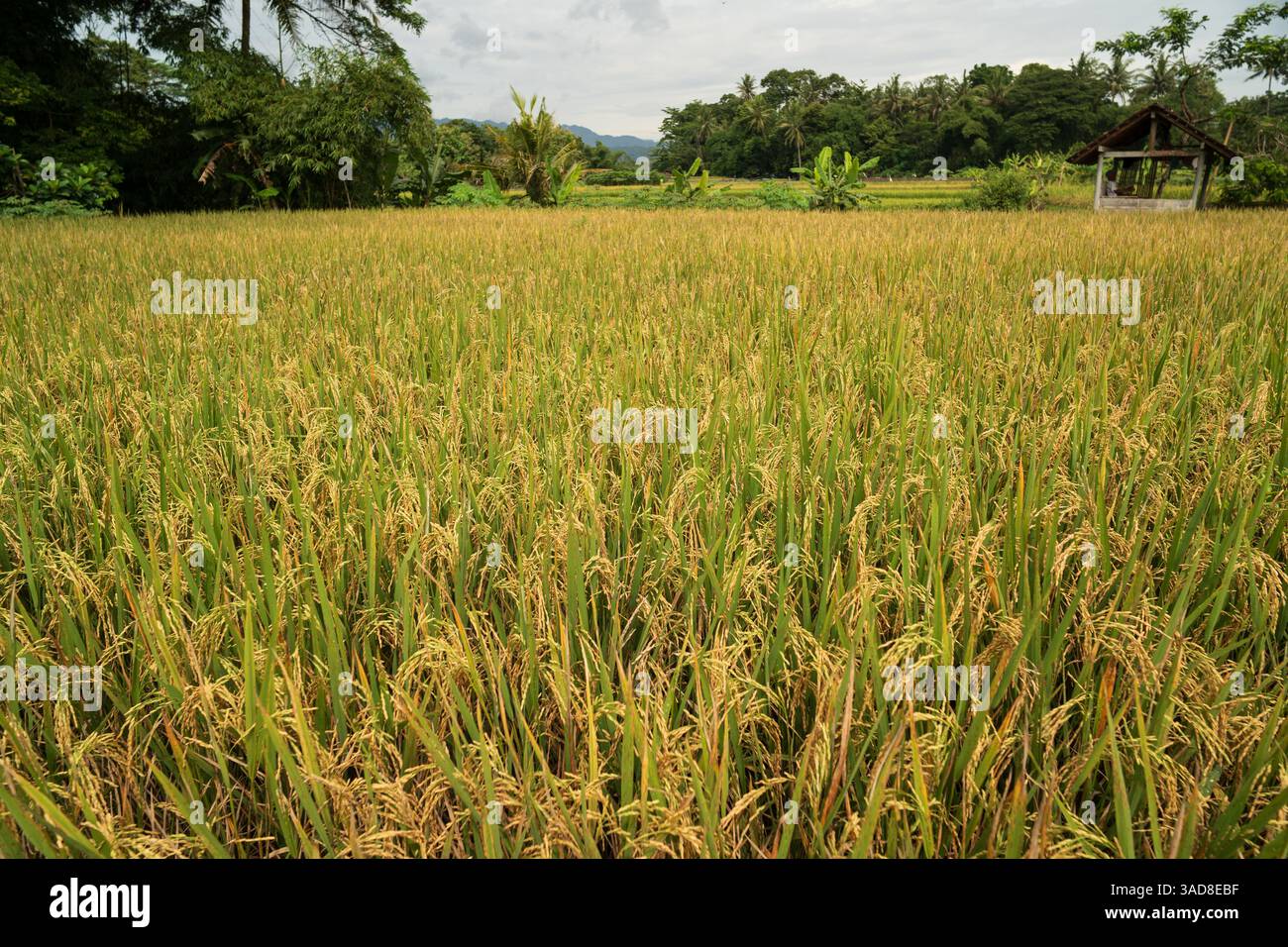 piante di riso prima della stagione di raccolta durante il giorno. risaie lussureggianti quando gli agricoltori raccolgono piante di riso. Campi di riso coltivati durante il giorno. Foto Stock