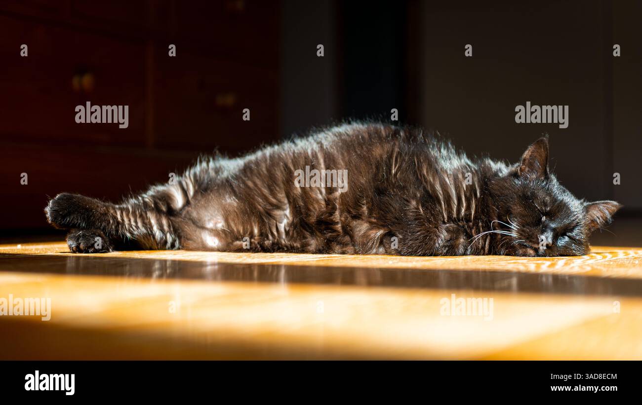 Gatto nero domestico che piange a terra alla luce del sole, foto in interni Foto Stock