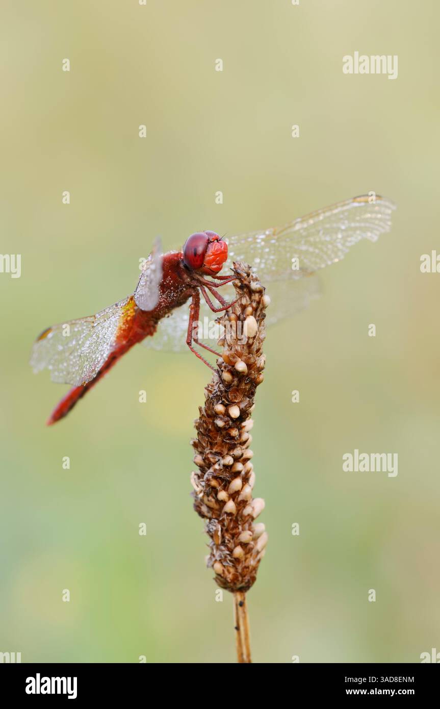 Broad Scarlet o Scarlet Darter (Crocothemis erythraea), maschile, Germania | Feuerlibelle (Crocothemis erythraea), Männchen, Deutschland Foto Stock