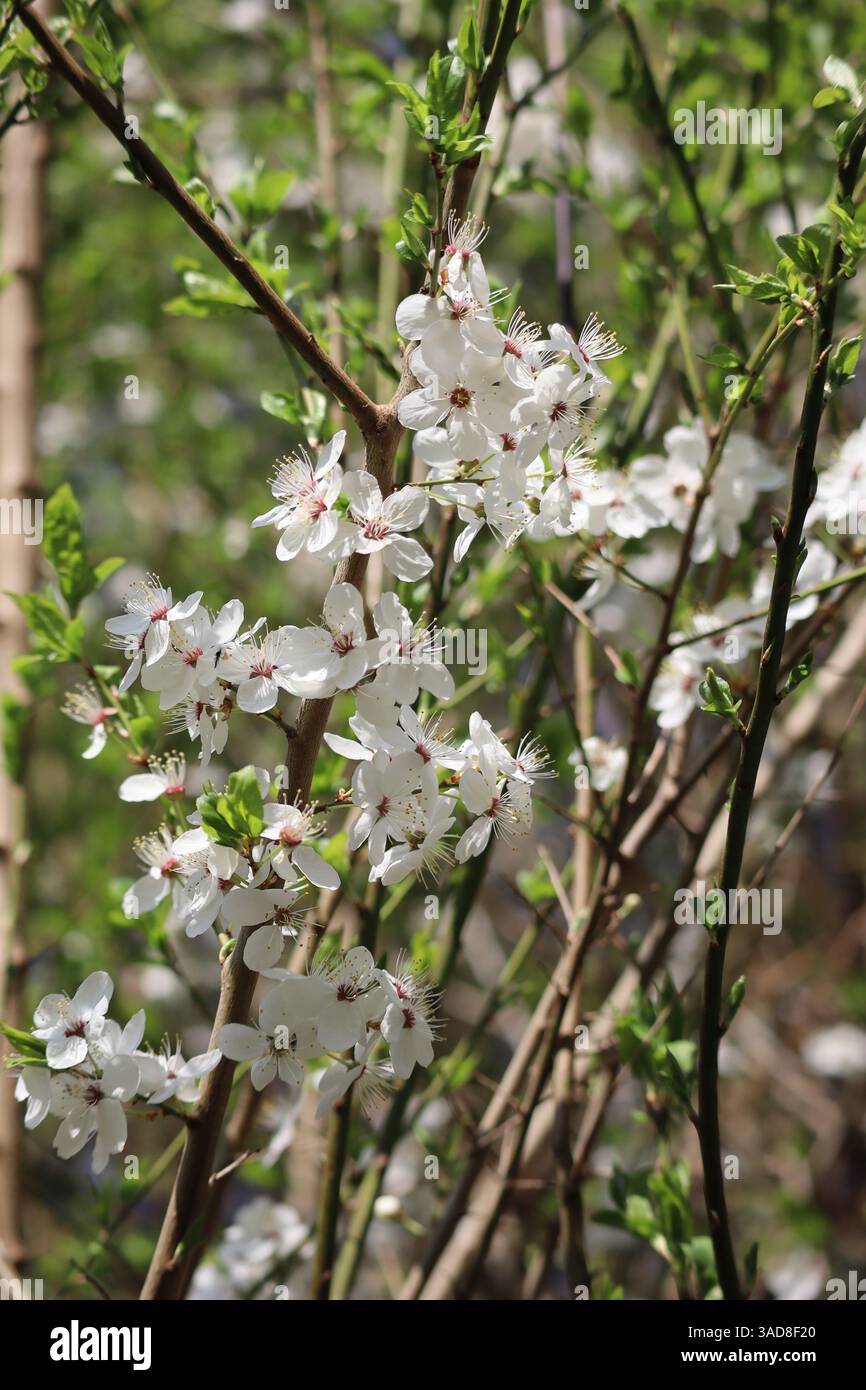 Prugna bianca ciliegina con vegetazione ancora in fiore Foto Stock