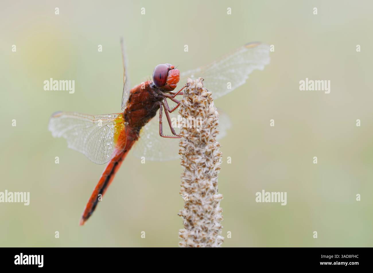 Broad Scarlet o Scarlet Darter (Crocothemis erythraea), maschile, Germania | Feuerlibelle (Crocothemis erythraea), Männchen, Deutschland Foto Stock