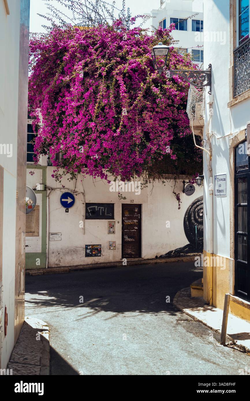 Grandi bouganville viola che crescono per strada, Lagos, algarve, Portogallo Foto Stock
