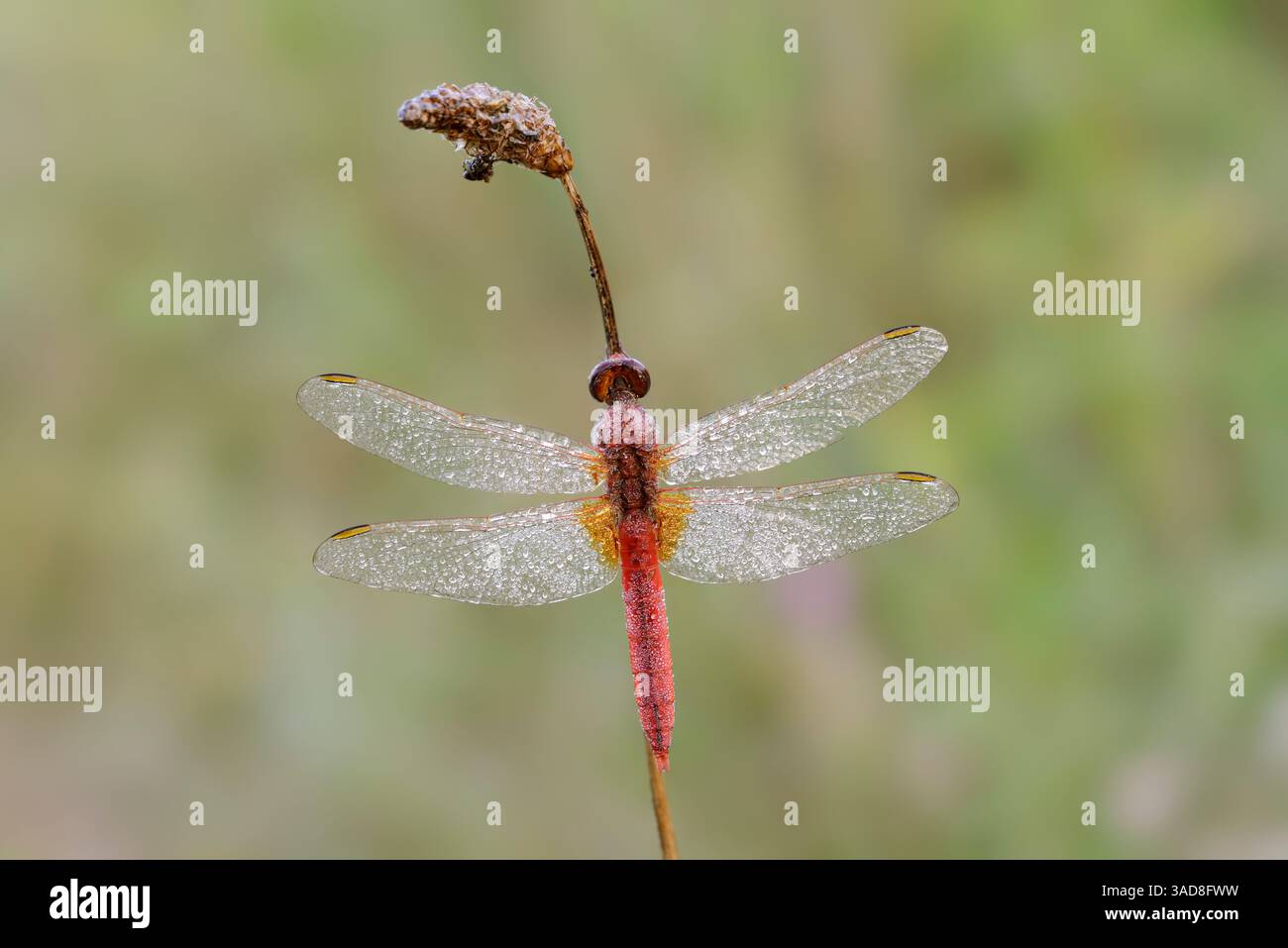 Broad Scarlet o Scarlet Darter (Crocothemis erythraea), maschile, Germania | Feuerlibelle (Crocothemis erythraea), Männchen, Deutschland Foto Stock