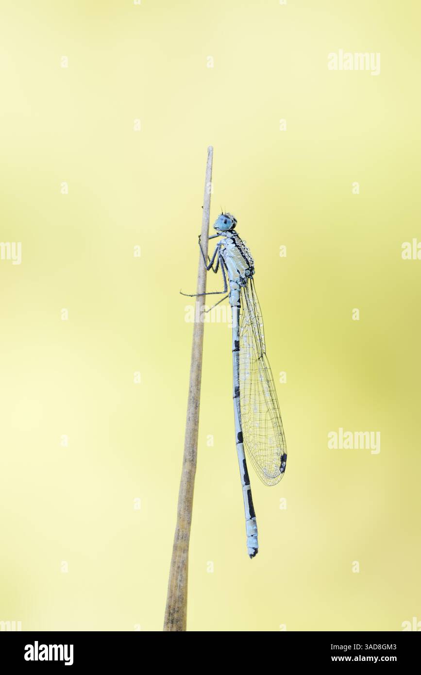 Common Blue Damselfly (Enallagma cyathigerum), maschile, Germania | Gemeine Becherjungfer oder Becher-Azurjungfer (Enallagma cyathigerum), Männchen Foto Stock