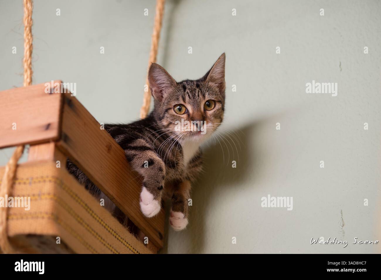 Gatto carino seduto in un cesto appeso Foto Stock