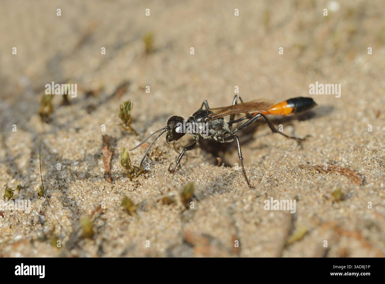 Red-Banded Sand Wasp (Ammophila sabulosa), Germania | Gemeine Sandwespe (Ammophila sabulosa), Deutschland Foto Stock