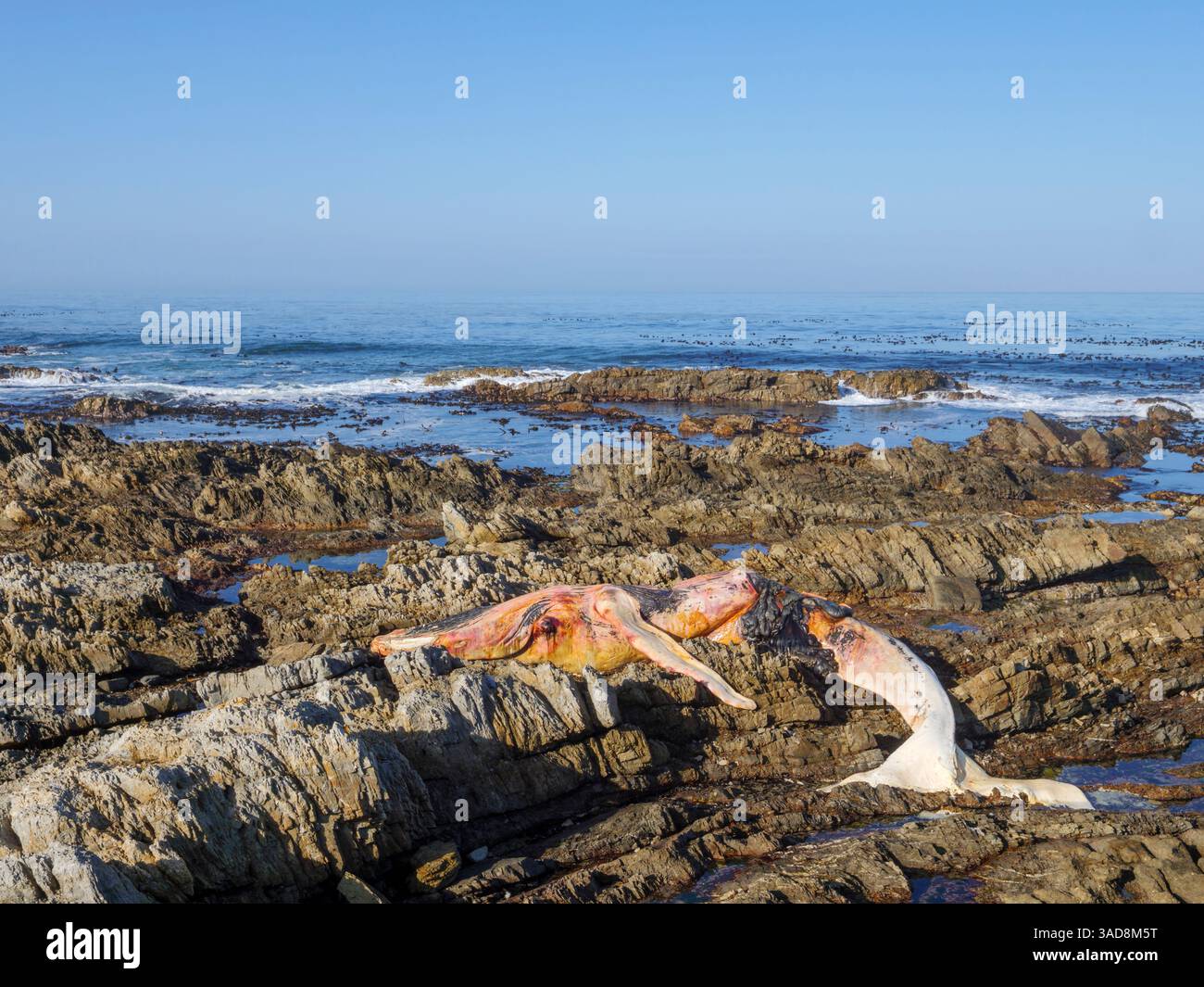 Una balena destra del sud morta (Eubalaena australis) sulla costa rocciosa vicino a Hermanus. Costa delle balene. Capo occidentale. Sudafrica. Foto Stock