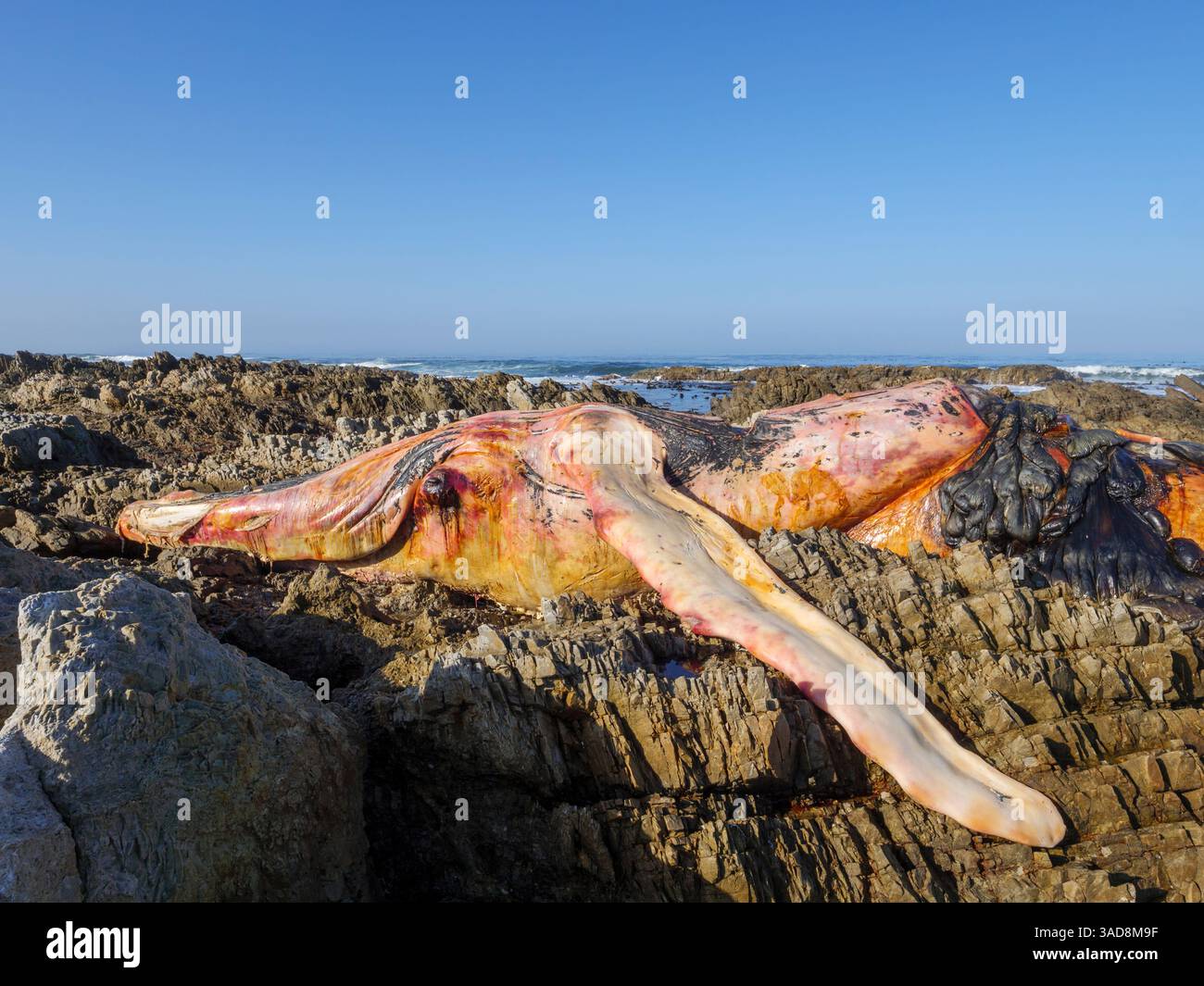 Una balena destra del sud morta (Eubalaena australis) sulla costa rocciosa vicino a Hermanus. Costa delle balene. Capo occidentale. Sudafrica. Foto Stock