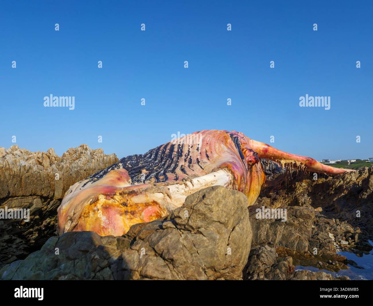 Una balena destra del sud morta (Eubalaena australis) sulla costa rocciosa vicino a Hermanus. Costa delle balene. Capo occidentale. Sudafrica. Foto Stock