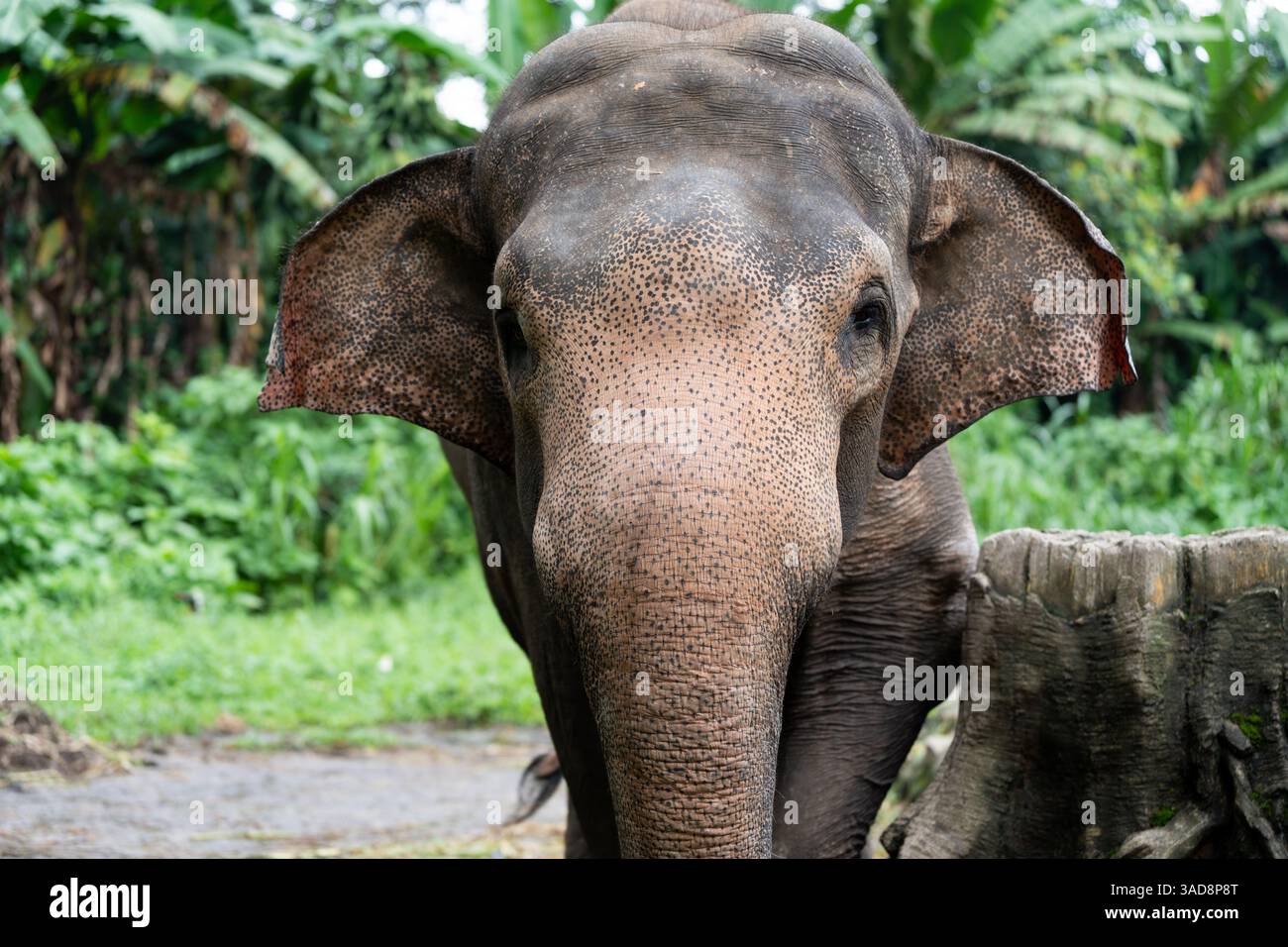 Un grande elefante con il viso rugoso e la pelle rugosa. L'elefante si trova in una zona erbosa con alberi sullo sfondo Foto Stock