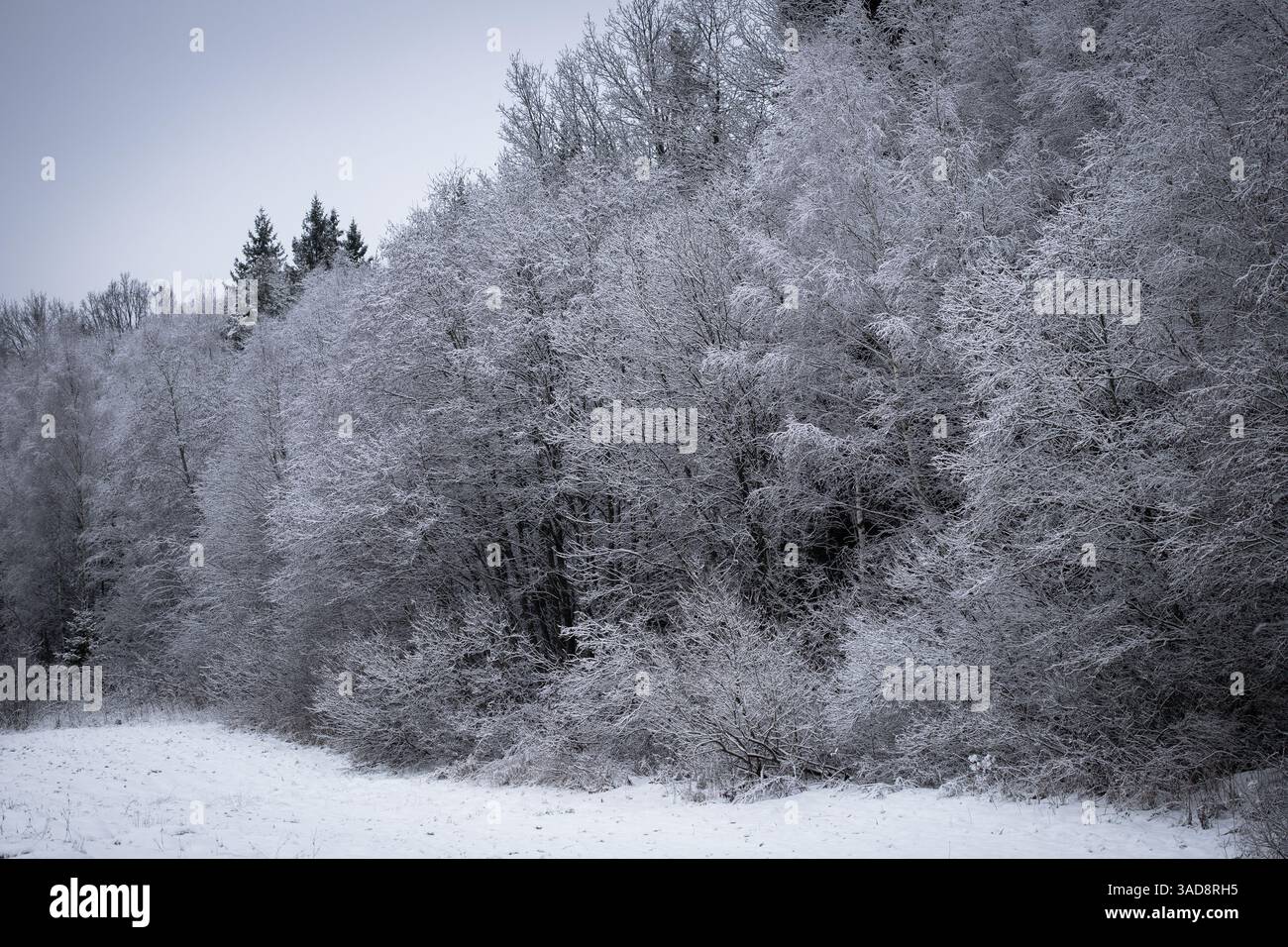 Tranquillo e tranquillo paesaggio invernale caratterizzato da una fitta foresta di alberi innevati sotto un cielo azzurro pallido. Foto Stock