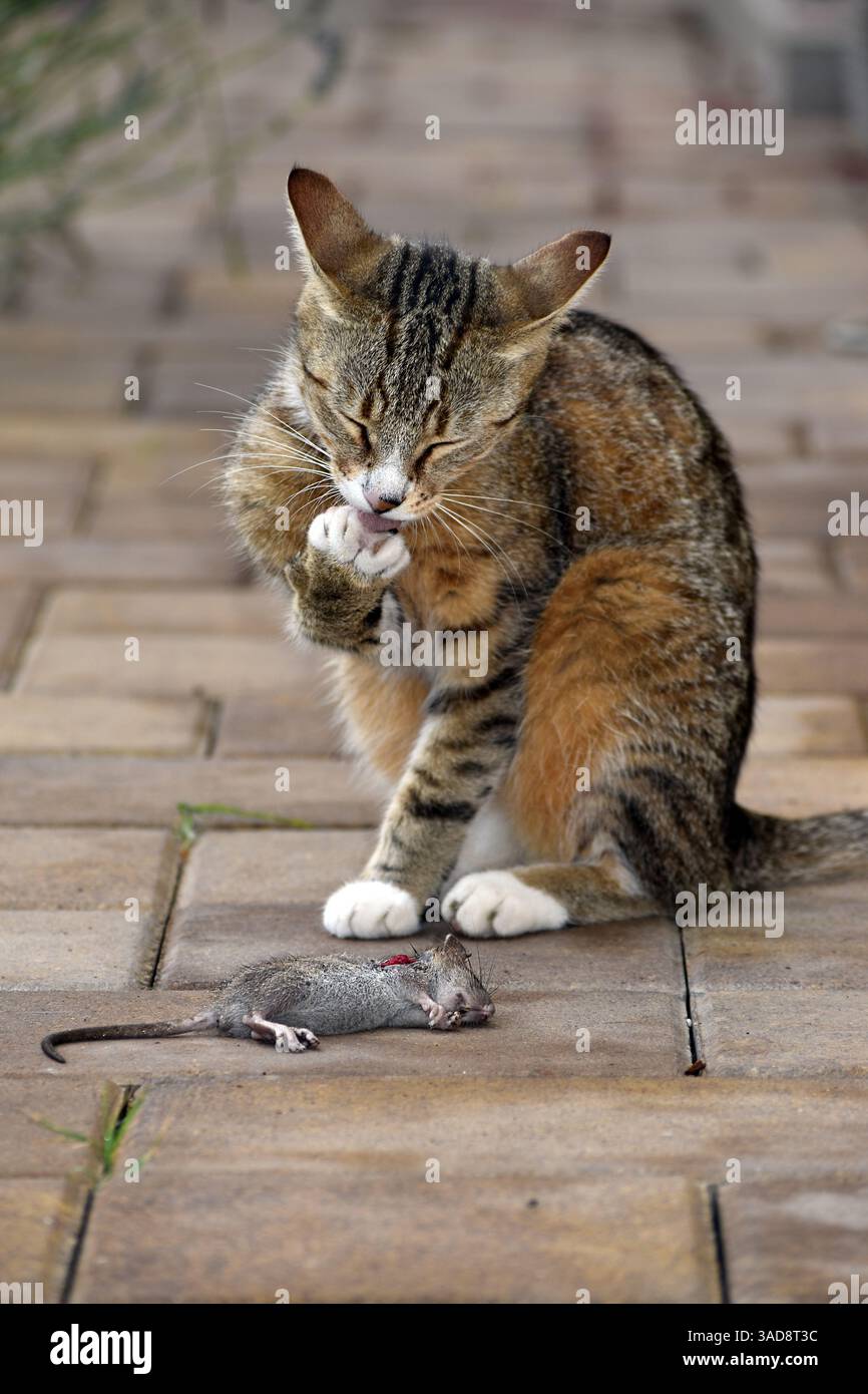 Il gatto di Tabby seduto su un sentiero di mattoni perde la zampa con il topo catturato morto in formato verticale Foto Stock