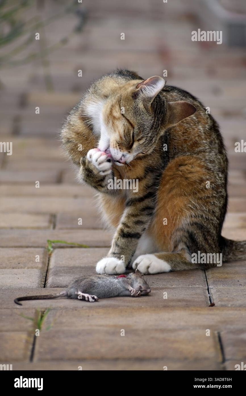 Il gatto di Tabby seduto su un sentiero di mattoni perde la zampa con il topo catturato morto in formato verticale Foto Stock