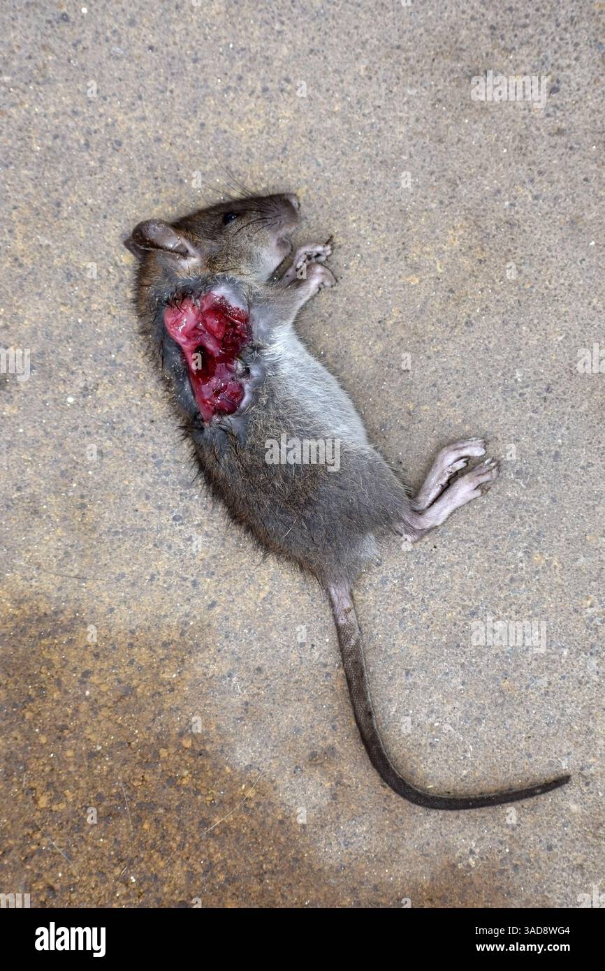 Roditore deceduto ucciso da un gatto disteso a terra con lesioni visibili e mortali in formato verticale Foto Stock