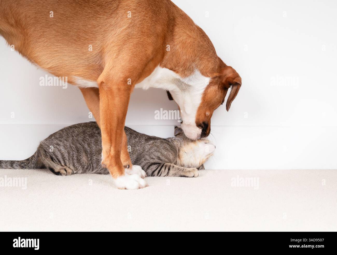 Cane e gatto che giocano. Simpatico e giocoso interazione con cane e gatto. Il cane adulto sta leccando o schivando il gattino. Gattino è sottomesso. Amici insoliti. Mix di Harrier Foto Stock