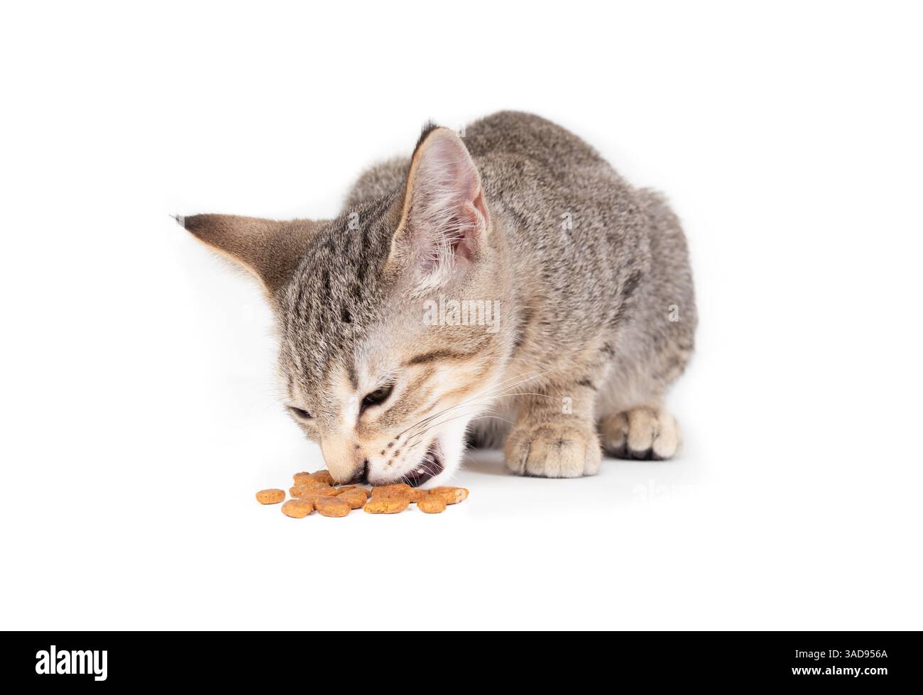 Gattino isolato che mangia kibbles. Vista frontale di un simpatico gatto da tavola accovacciato dietro i pezzi di cibo secco. Concetto di quanto nutrire i gattini. 3 mesi, fem Foto Stock