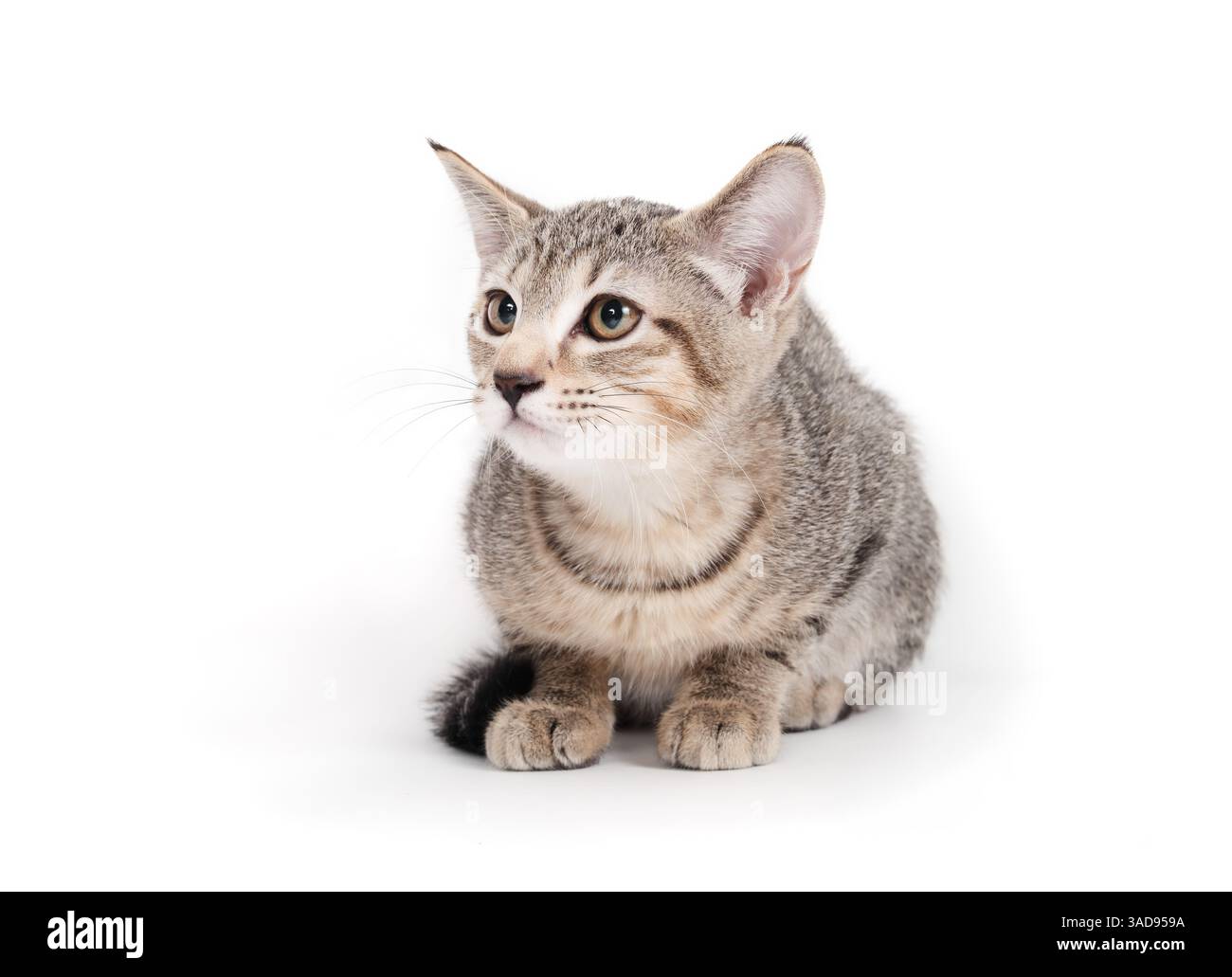 Gattino spaventoso che guarda qualcosa. Gattino timido accovacciato con un linguaggio del corpo preoccupato o spaventato. Appena adottato o nuovo concetto di animale domestico. 3 mesi, spunta Foto Stock