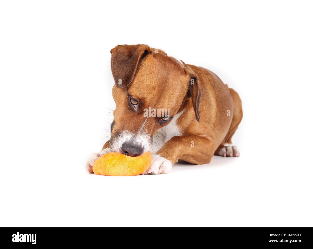 Buon cane con il giocattolo in bocca. Isolato corpo completo del cucciolo che masticava o spingeva per strisciare un giocattolo di zucca mentre era sdraiato sul pavimento. 2 anni, donna Harr Foto Stock