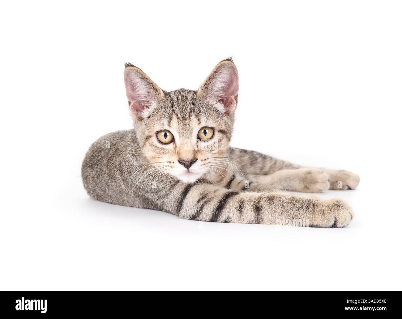 Gattino rilassato con gambe allungate su sfondo bianco. Linguaggio del corpo sicuro, giocoso o felice. 13 settimane di età, gatto femminile per capelli corti, grigio Foto Stock