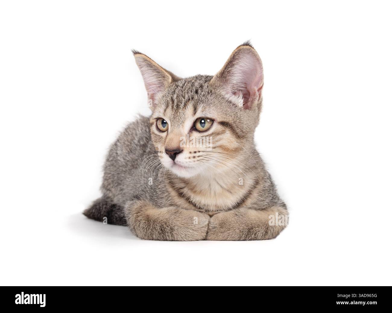 Gattino isolato disteso con le gambe nascoste sotto. Carino gattino che guarda qualcosa. Giovane gattino appena adottato. 13 settimane, gatto femminile per capelli corti, gre Foto Stock