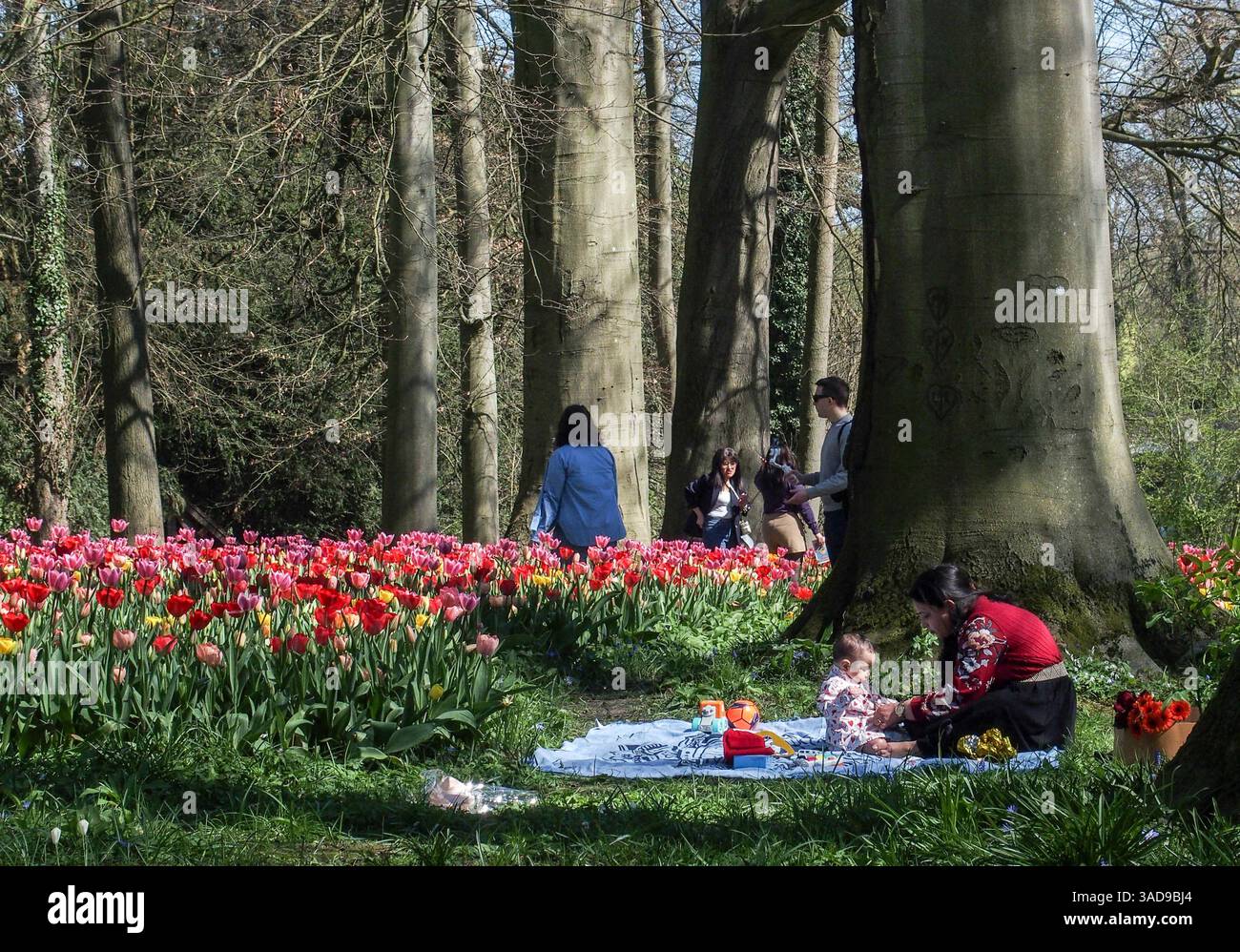 Bruxelles, Belgio, Belgio. 5 aprile 2025. Una madre siede con il bambino su una coperta accanto a un pavimento di tulipani. Il Floralia Brussels ha aperto al pubblico questo fine settimana con una gamma completa di fiori primaverili per tutti. Quest'anno sono stati piantati oltre un milione di bulbi con una serie di tulipani, narcisi, giacinti all'interno dei vasti giardini del Castello di Groot-Bijgaarden. (Credit Image: © Bianca Otero/ZUMA Press Wire) SOLO PER USO EDITORIALE! Non per USO commerciale! Foto Stock