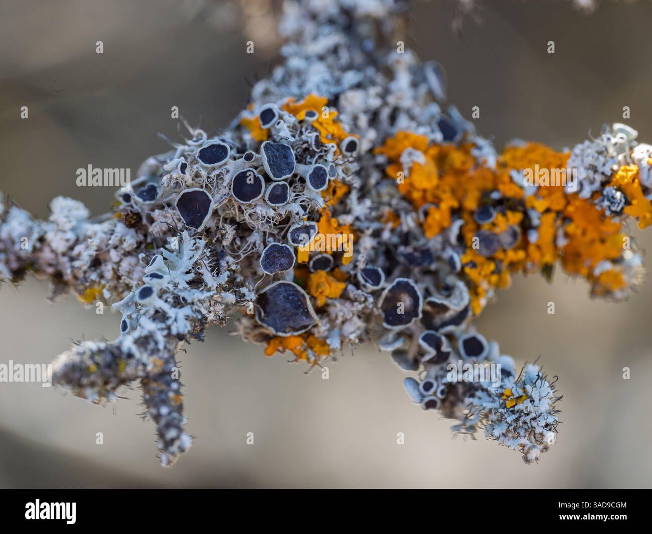 Dettaglio dei licheni su un ramo d'albero Foto Stock