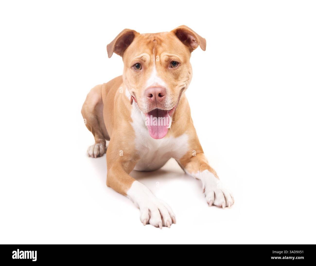 Pitbull isolato disteso e rivolto verso l'alto verso la telecamera. Vista anteriore del cucciolo grande con la lingua sporgente. Linguaggio del corpo rilassato e felice. 2 anni Foto Stock